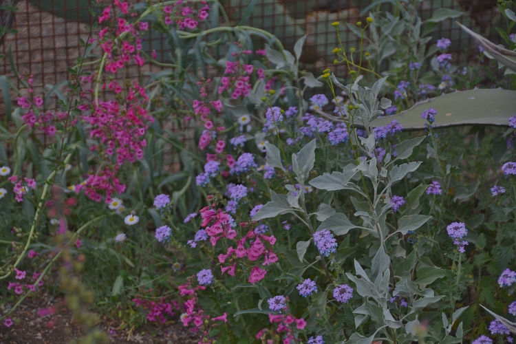 spring flowers